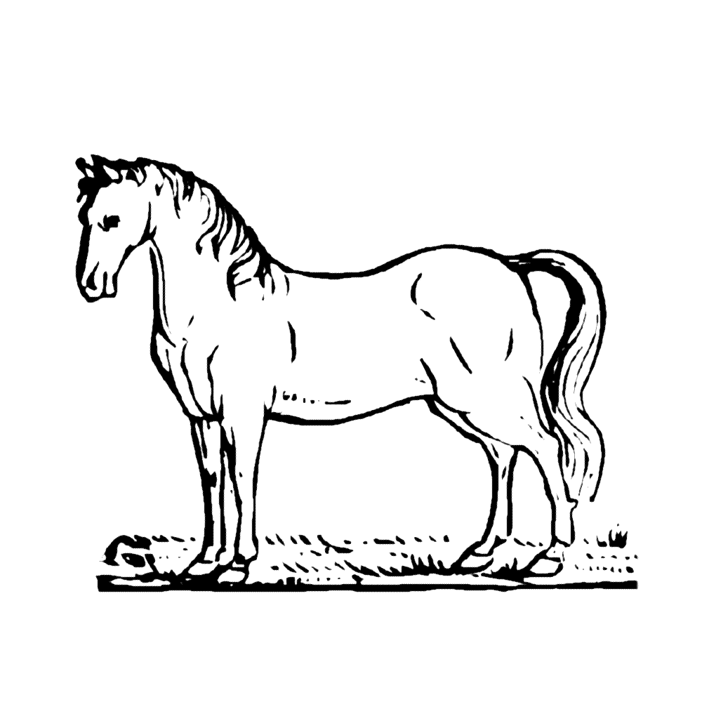 bekijk paarden-0020 kleurplaat