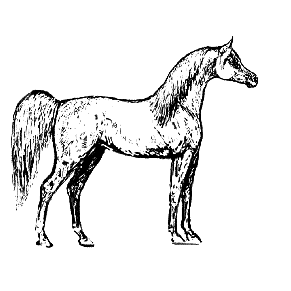 bekijk paarden-0025 kleurplaat