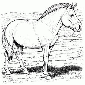 Przewalski paard