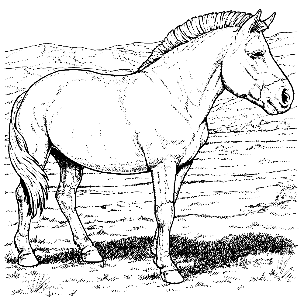 bekijk Przewalski paard kleurplaat