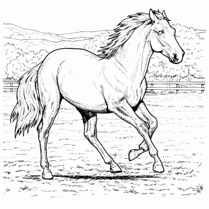Een paard draft door de wei
