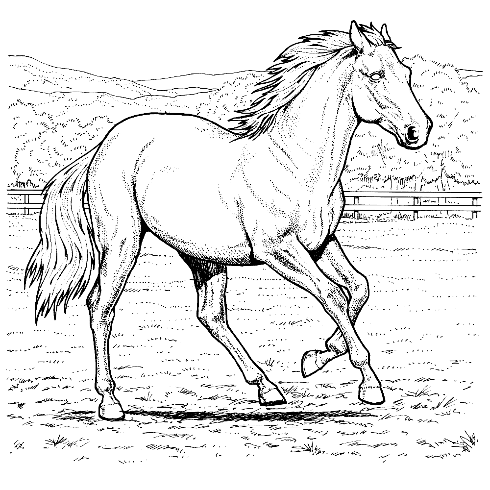 bekijk Een paard draft door de wei kleurplaat