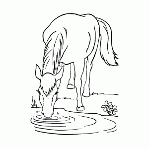 Dorstig paard drinkt uit het meertje