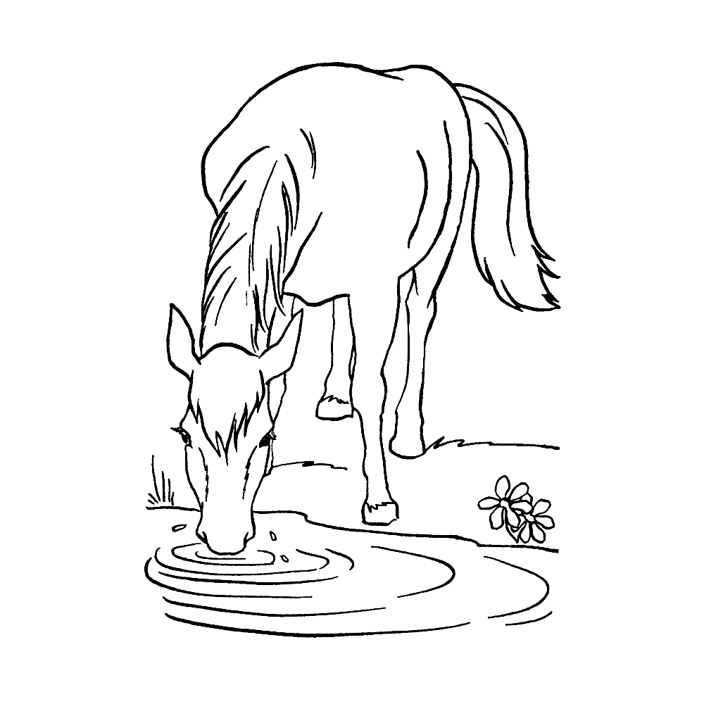 bekijk Dorstig paard drinkt uit het meertje kleurplaat