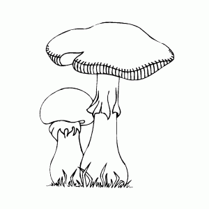 Twee paddenstoelen