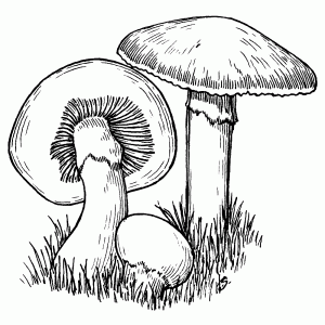 Paddestoelen in het gras