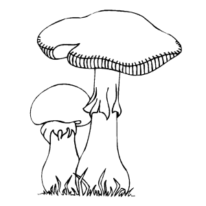 A pair of mushrooms