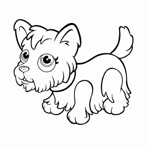 Yorkshire terrier