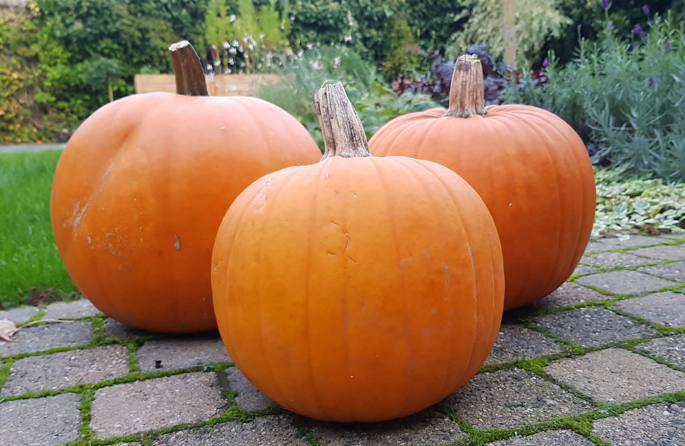 werkplaats Zogenaamd Adolescent Waar koop je een Halloweenpompoen? → Leuk voor kids