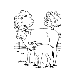 Een ooi met haar lam