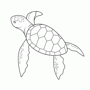 Zeeschildpad