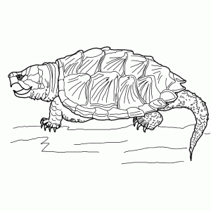 Bijtschilpad (snapping turtle)