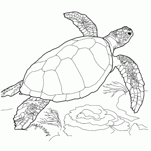 Zeeschildpad