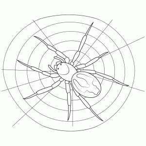 Een kruisspin in haar web