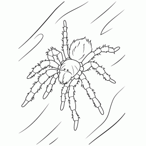 Tarantula