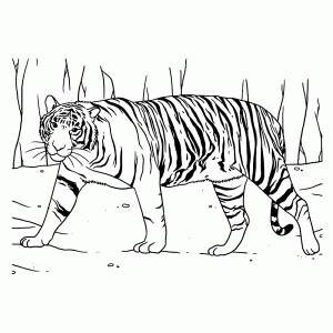 Een tijger in het bos