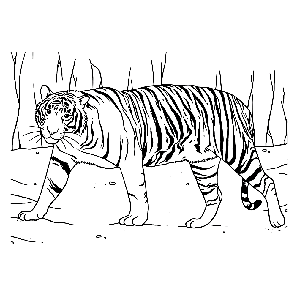 bekijk tijgers-0004 kleurplaat