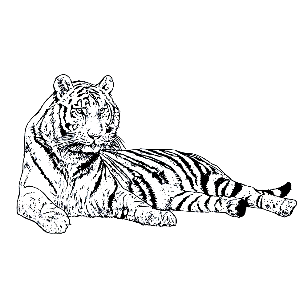 bekijk tijgers-0007 kleurplaat