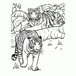 Twee tijgers in het bos