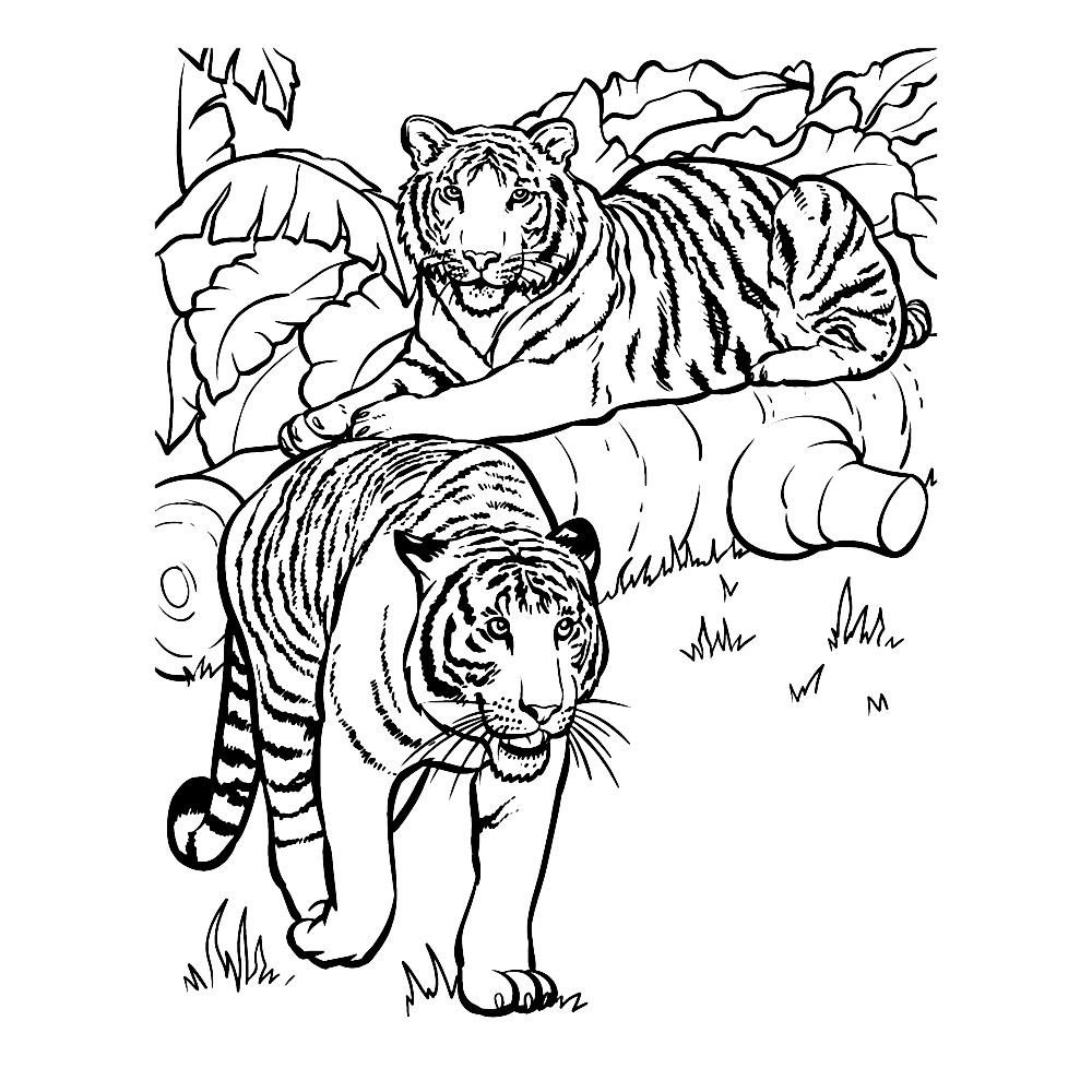 bekijk tijgers-0011 kleurplaat