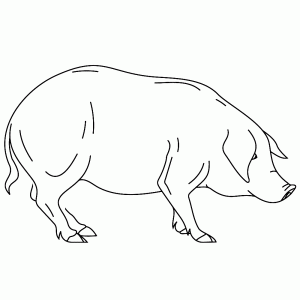Een groot varken