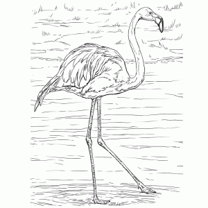 Flamingo