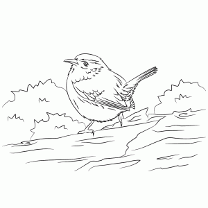 A wren