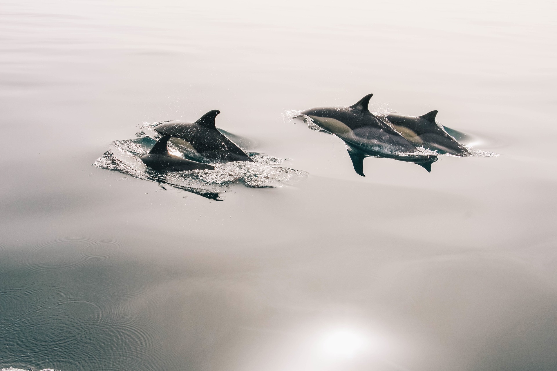 download wallpaper: dolfijnen wallpaper