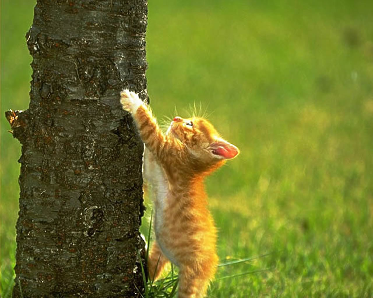 download wallpaper: een katje krabt aan  een boom wallpaper