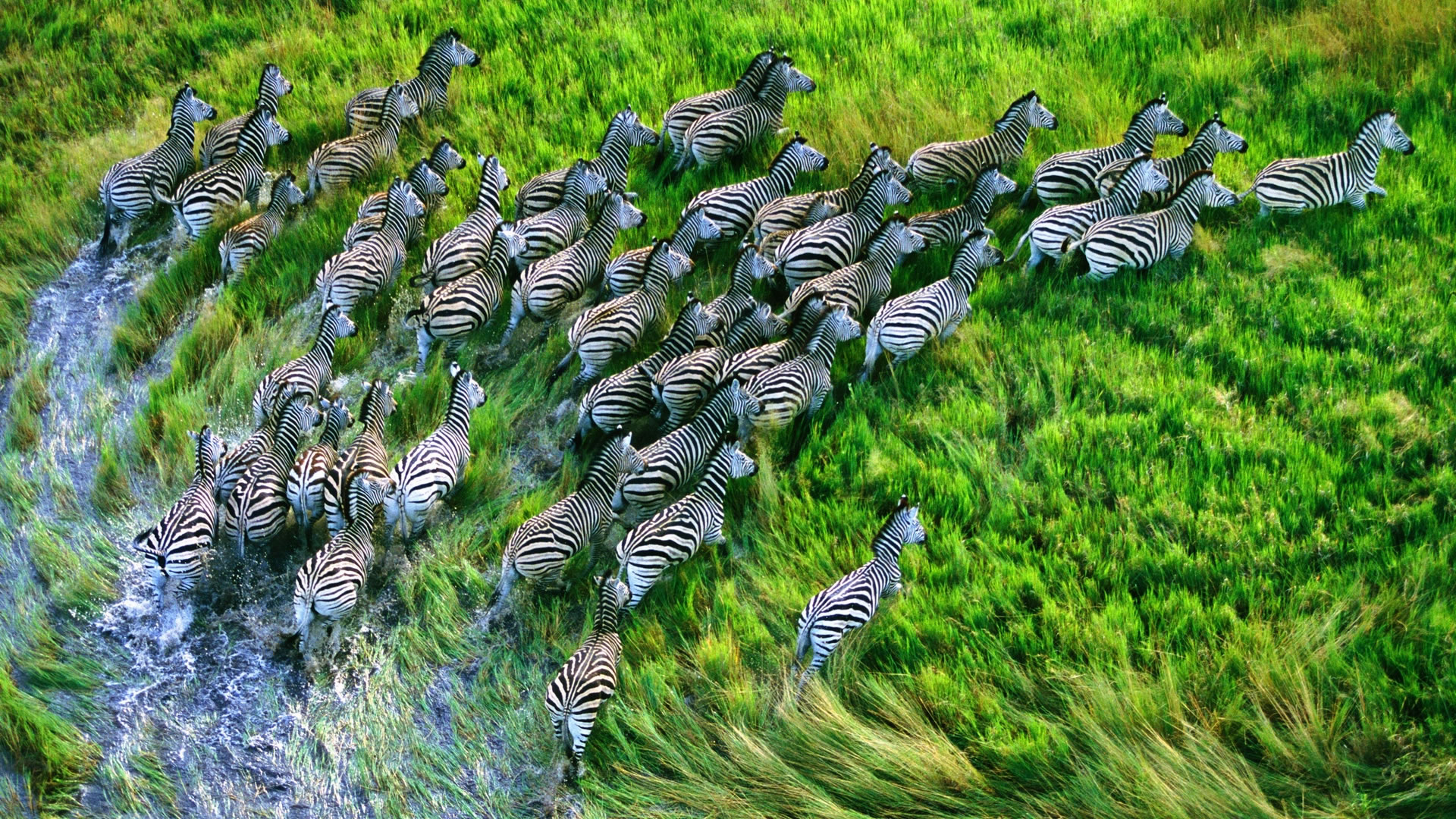download wallpaper: een kudde zebra’s wallpaper