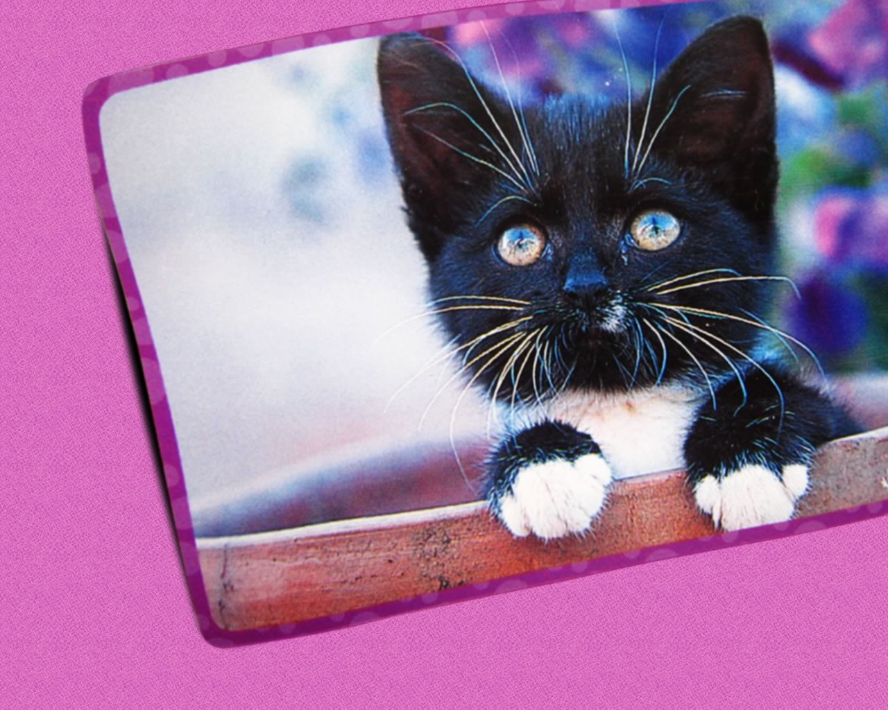 download wallpaper: een lief katje in een bloempot wallpaper
