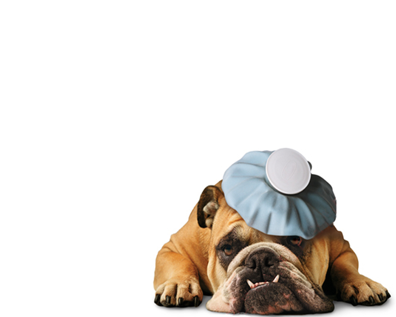 download wallpaper: hond met hoofdpijn wallpaper