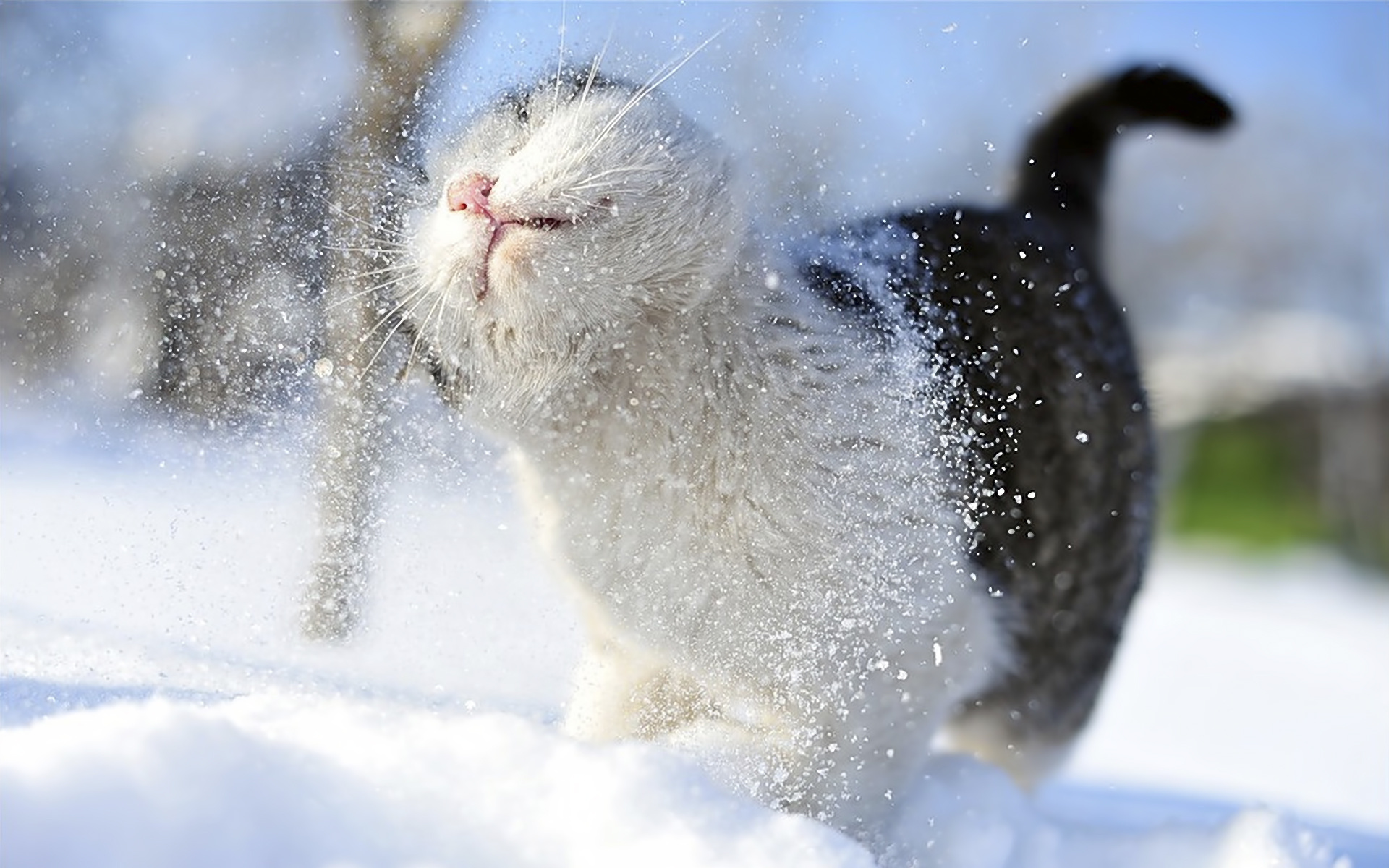 download wallpaper: kat in de sneeuw wallpaper