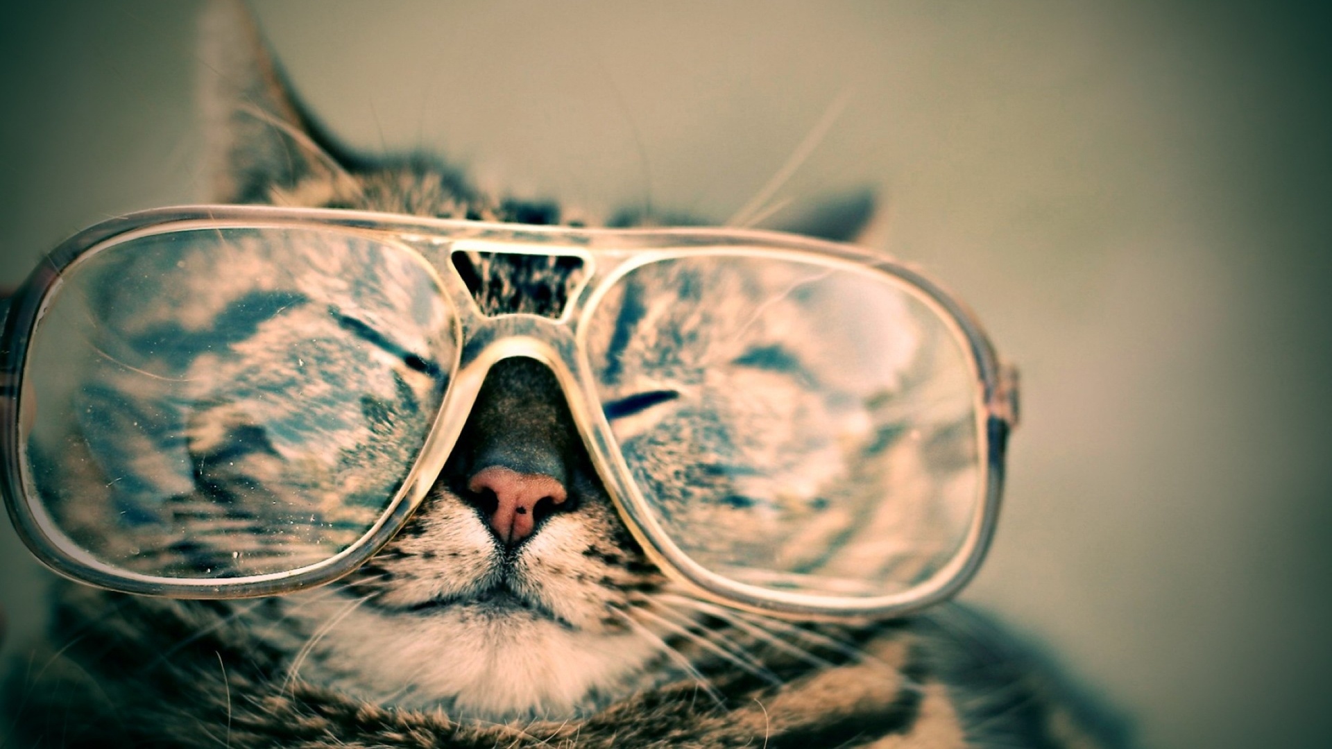 download wallpaper: kat met een grote bril wallpaper
