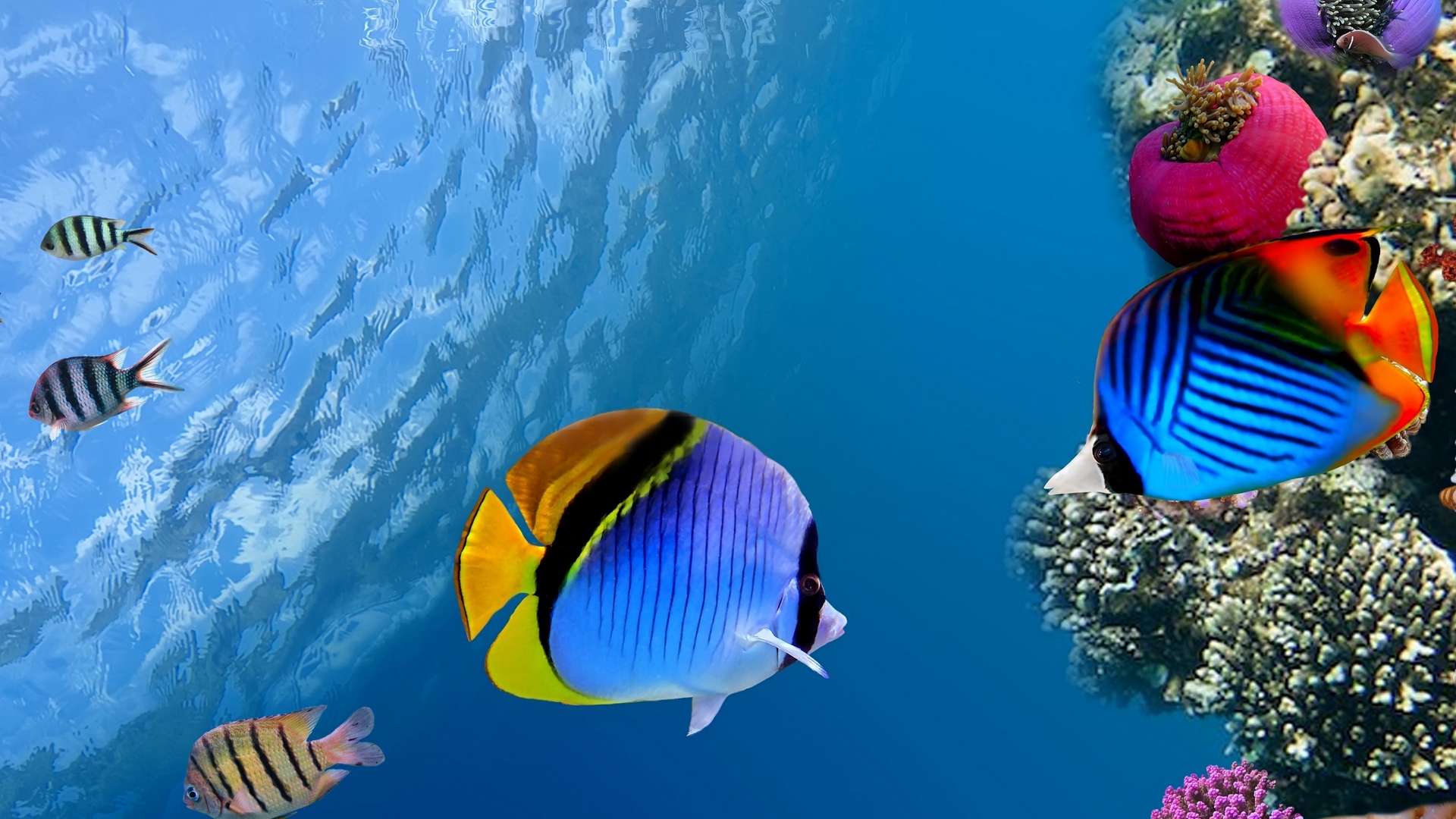 download wallpaper: een koraalrif met vissen wallpaper