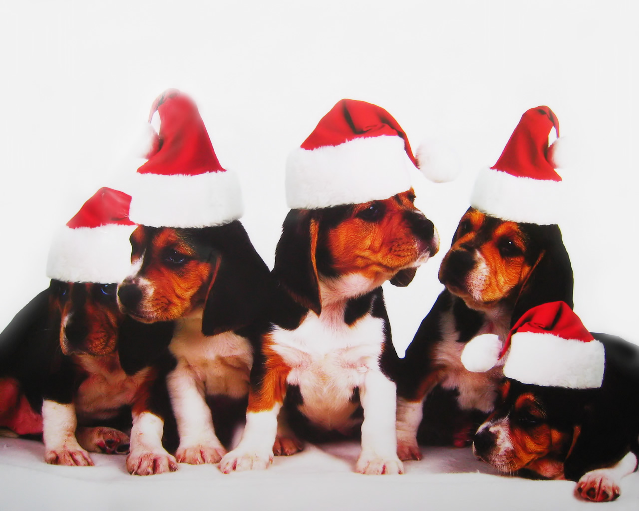 download wallpaper: puppies met kerstmutsen wallpaper