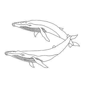 Twee walvisssen