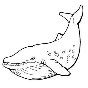 Walvis