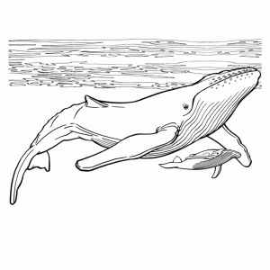 Een walvismoeder met haar kind (kalf)