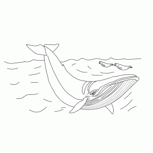 Walvis met zeeleeuwen