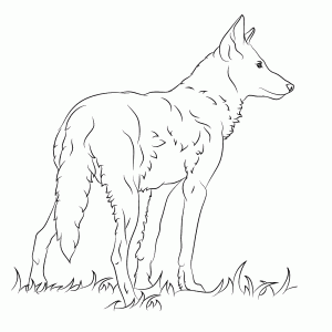 Rode wolf